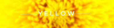 A yellow flower with text on top that reads "- Yellow -"