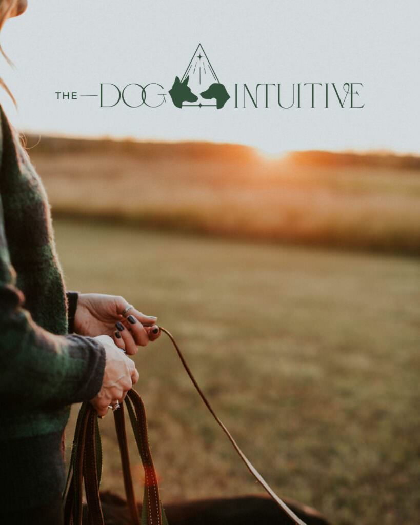 Person walking their dogs in a field at sunset with a logo at the top of the image that says "The Dog Intuitive" 